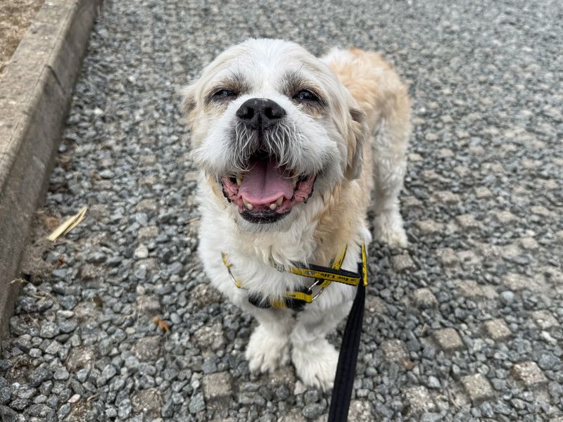 Moose | Shih Tzu Cross | Basildon (Essex) - 5