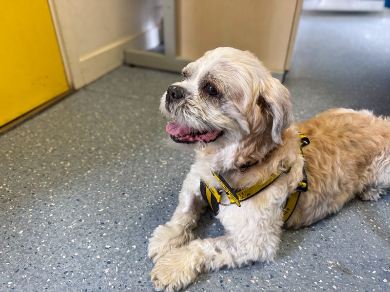 Moose | Shih Tzu Cross | Basildon (Essex) - 4