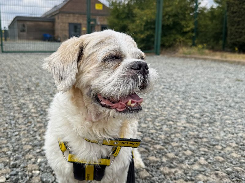Moose | Shih Tzu Cross | Basildon (Essex) - 1