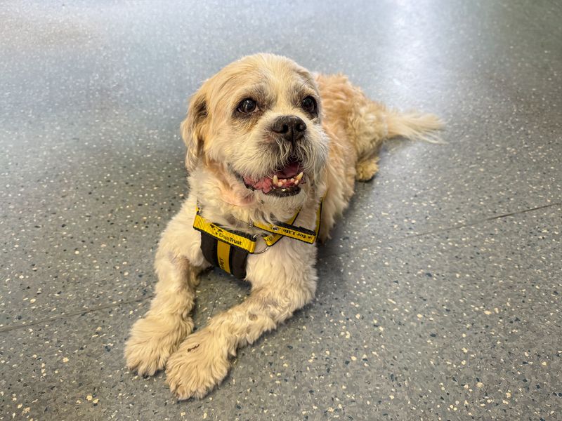 Moose | Shih Tzu Cross | Basildon (Essex) - 2