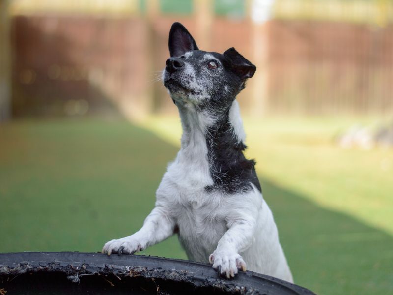 Jack Russell Terrier for adoption in Kenilworth, Warwickshire – 15 years old - Image 4 of 4