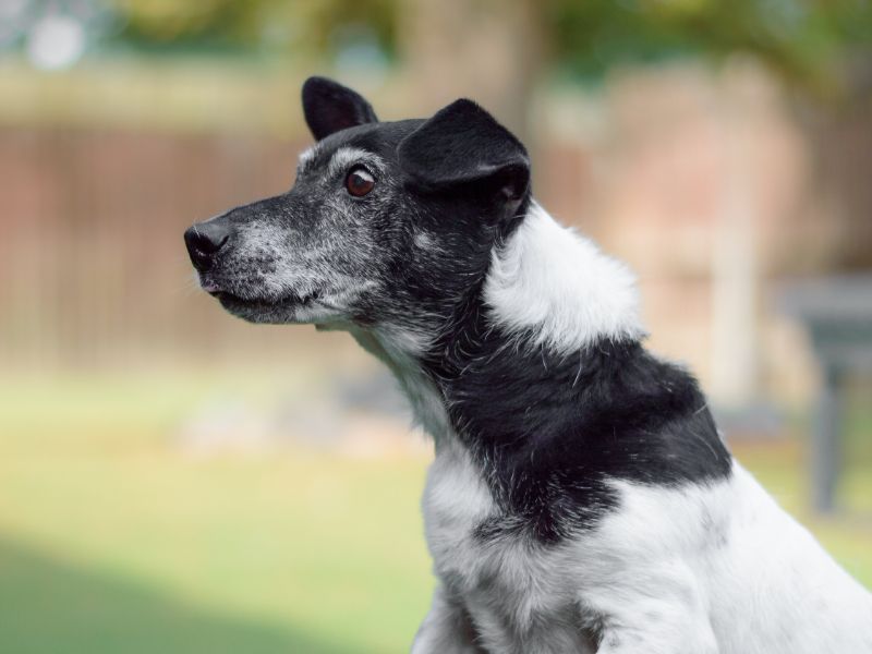 Jack Russell Terrier for adoption in Kenilworth, Warwickshire – 15 years old - Image 3 of 4