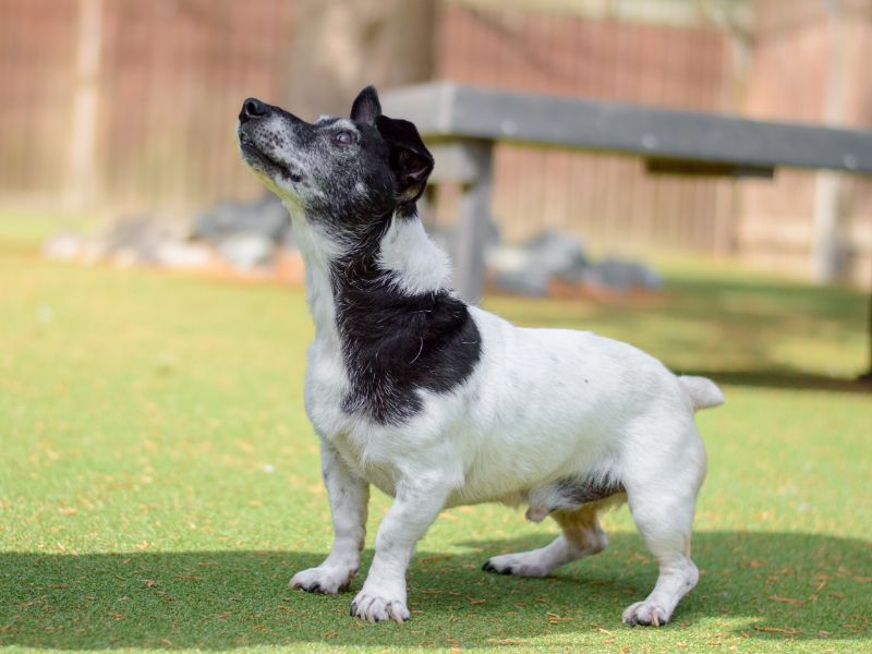 Jack Russell Terrier for adoption in Kenilworth, Warwickshire – 15 years old - Image 2 of 4