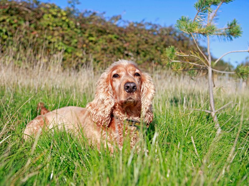 Cocker Spaniel dogs and puppies for rehoming or adoption in Lewes, East