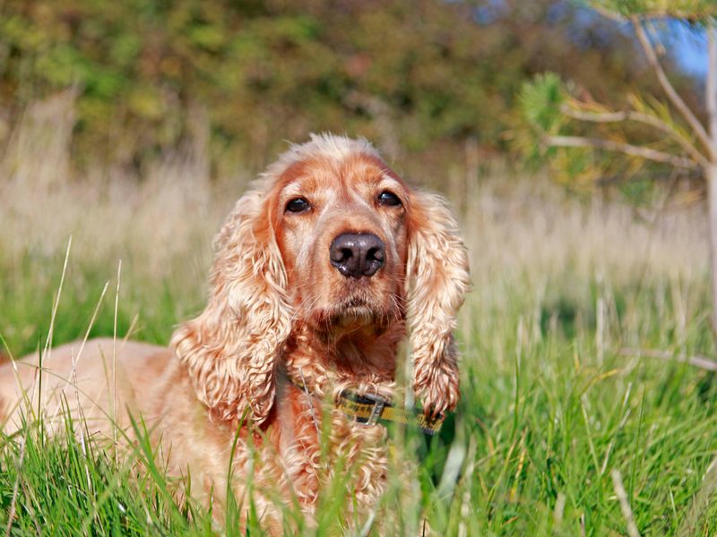 Are Cocker Spaniels Ok To Be Left Alone