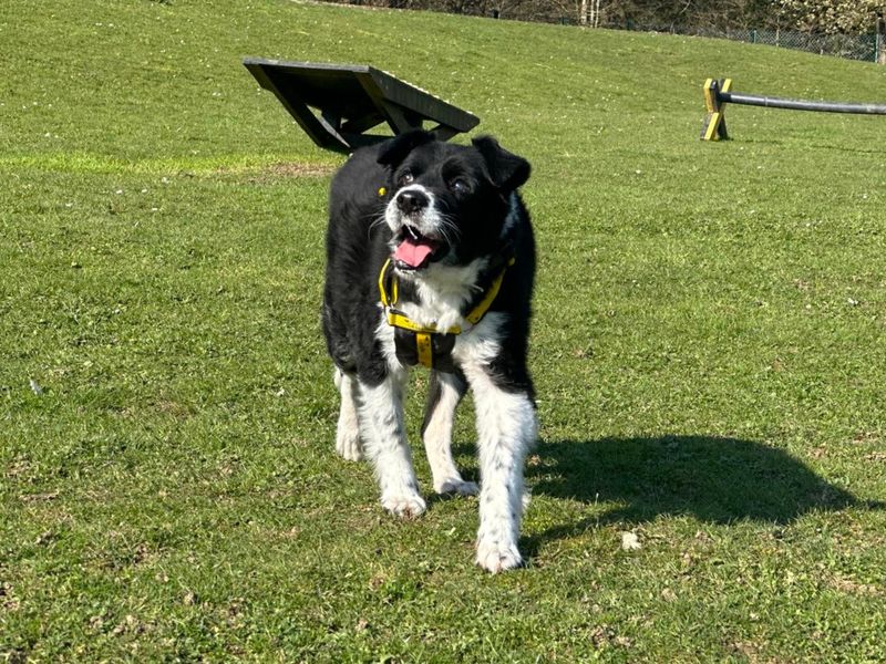 Border Collie Dogs And Puppies For Adoption