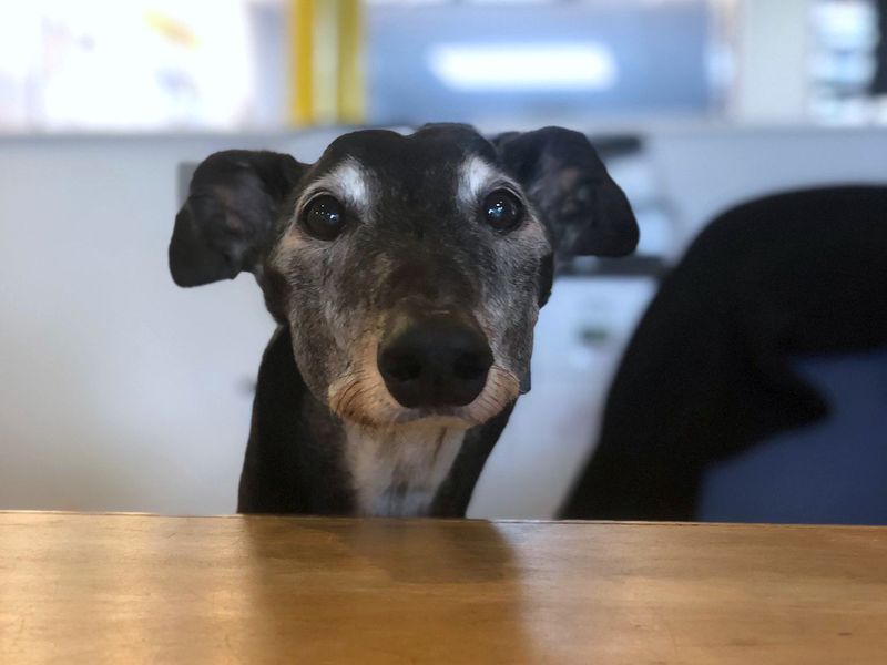 Greyhound for adoption in Shoreham-by-Sea, West Sussex – 12 years old - Image 1 of 6
