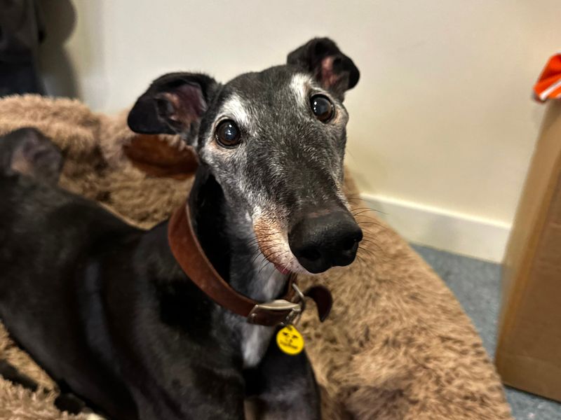 Greyhound for adoption in Shoreham-by-Sea, West Sussex – 12 years old - Image 2 of 6