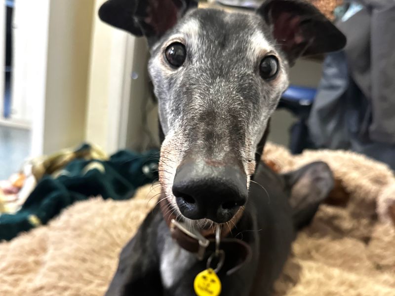 Greyhound for adoption in Shoreham-by-Sea, West Sussex – 12 years old - Image 4 of 6