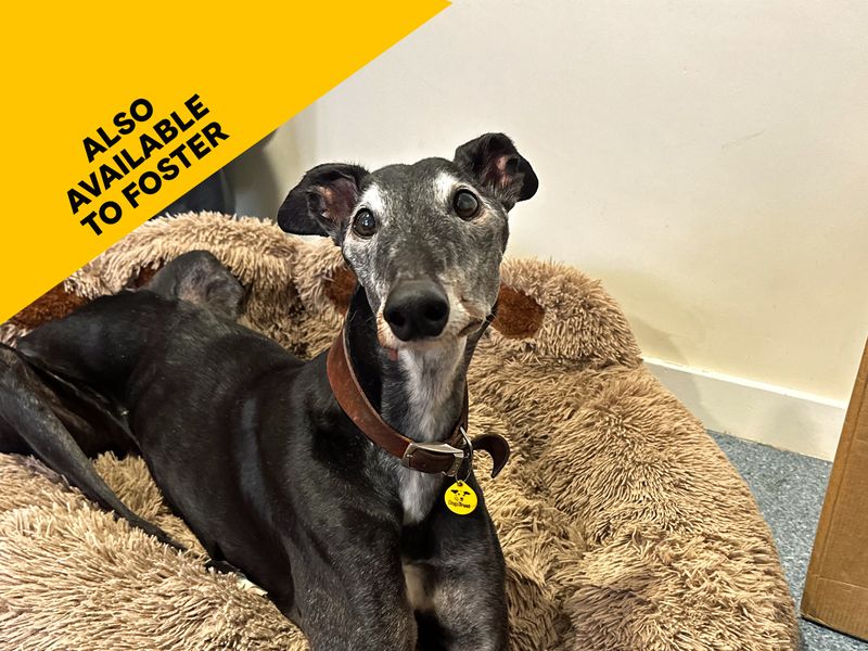 Greyhound for adoption in Shoreham-by-Sea, West Sussex – 12 years old - Image 5 of 6