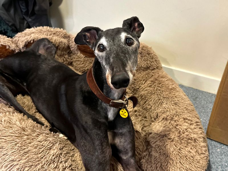 Greyhound for adoption in Shoreham-by-Sea, West Sussex – 12 years old - Image 6 of 6