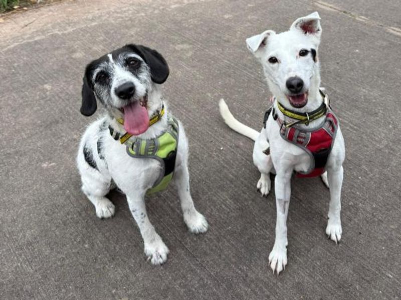 Jack Russell for adoption in Telford, Shropshire – 9 years old