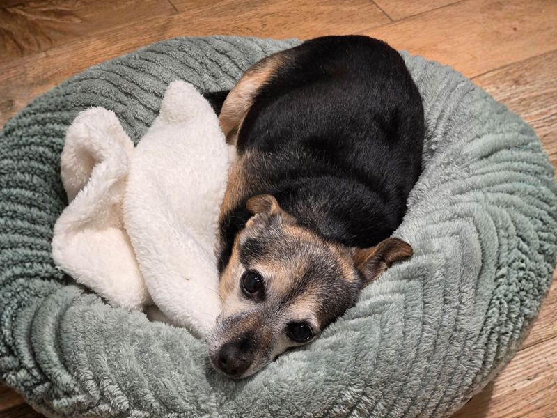 Chihuahua Dogs And Puppies For Adoption