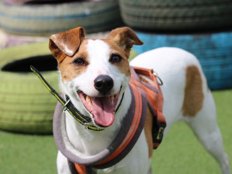 Jack Russell Terrier for adoption in Glasgow, Scotland – 12 years old - Image 4 of 4