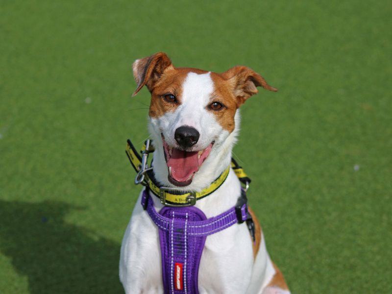 Jack Russell Terrier for adoption in Glasgow, Scotland – 12 years old - Image 3 of 4