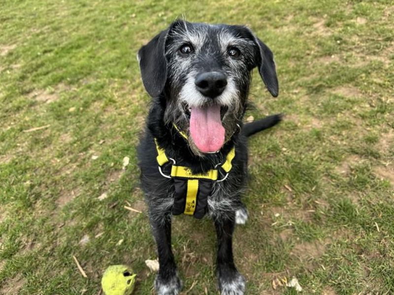 Darcy | Terrier (Patterdale) Cross | Snetterton (Norfolk) - 1
