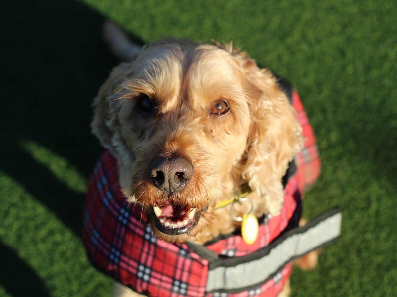 Murphy for sale in Glasgow, Scotland | Image 2