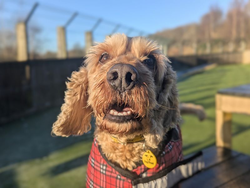 Murphy for sale in Glasgow, Scotland | Image 3