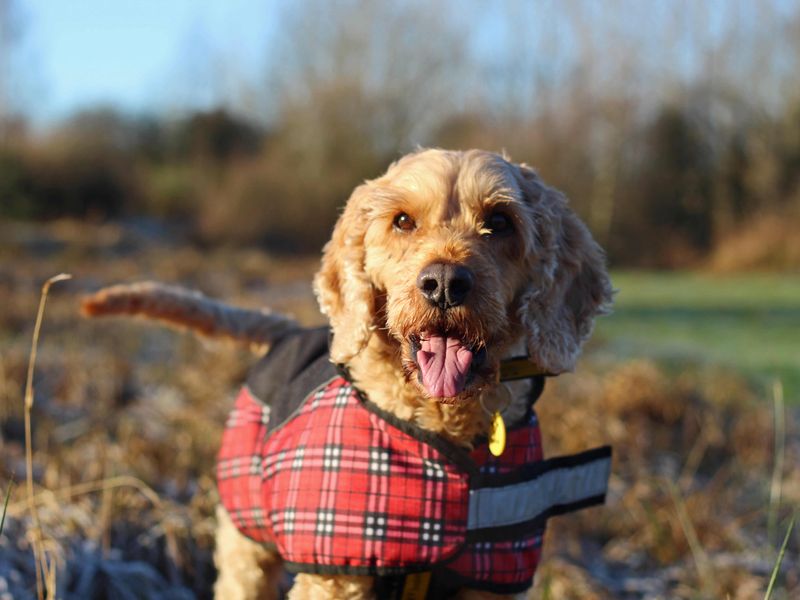Murphy for sale in Glasgow, Scotland | Image 4