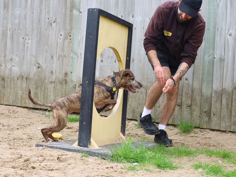 Staffordshire Bull Terrier for adoption in Manchester, Greater Manchester – 9 years old - Image 3 of 6