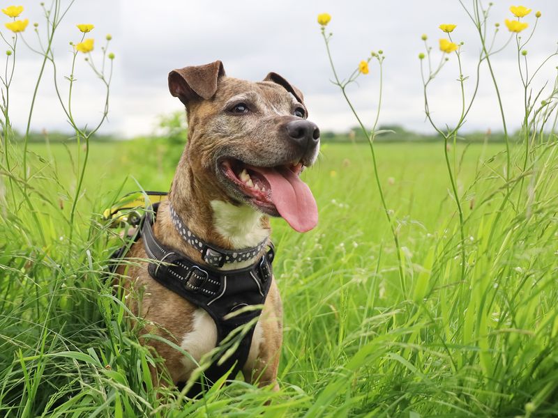 Staffordshire Bull Terrier for adoption in Manchester, Greater Manchester – 9 years old - Image 5 of 6