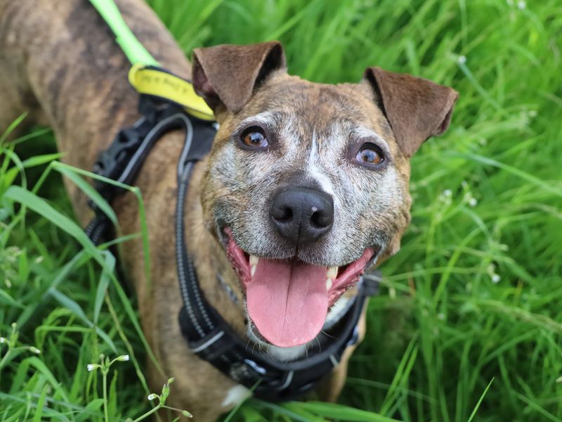 Staffordshire Bull Terrier for adoption in Manchester, Greater Manchester – 9 years old - Image 1 of 6