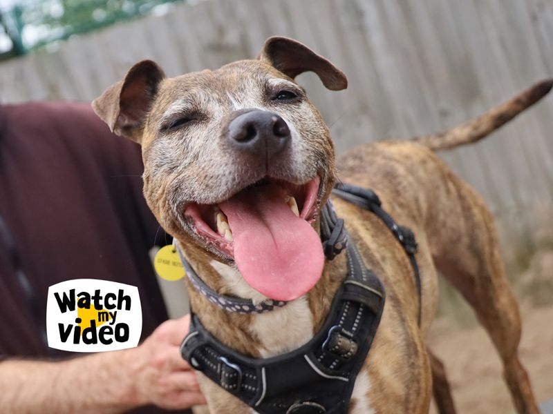 Staffordshire Bull Terrier for adoption in Manchester, Greater Manchester – 9 years old - Image 2 of 6