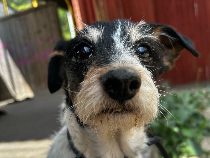 Bella for sale in Glasgow, Scotland