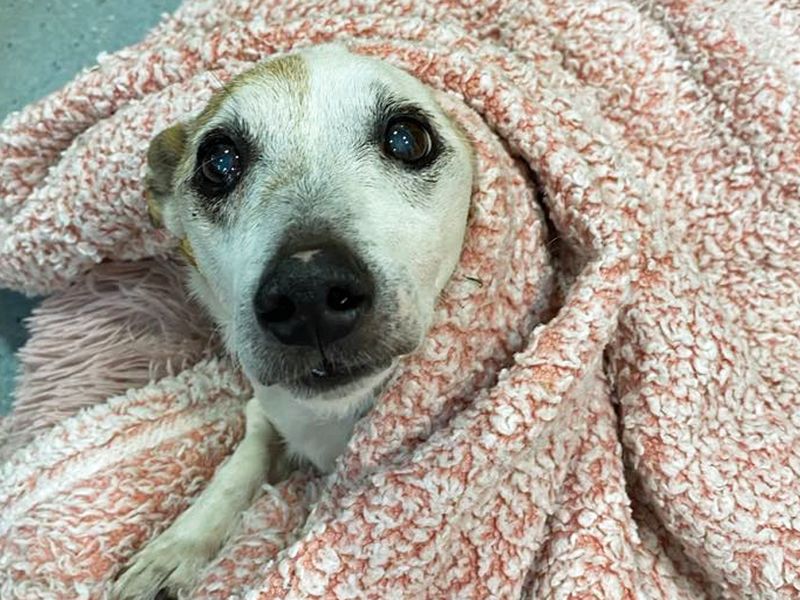 Jack Russell Terrier for adoption in Liverpool, Merseyside – 14 years old - Image 2 of 2