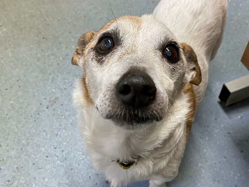 Jack Russell Terrier for adoption in Liverpool, Merseyside – 14 years old - Image 1 of 2