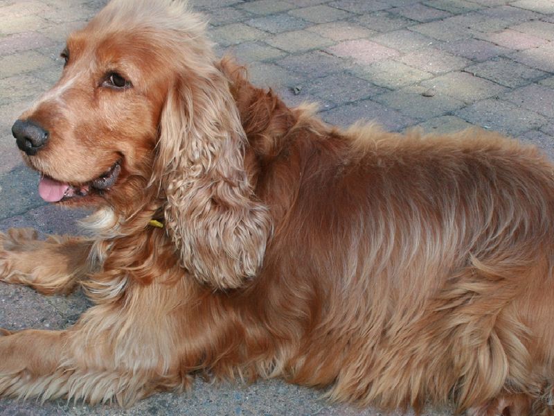 Cocker Spaniel puppies for sale in Liverpool – 9 years old