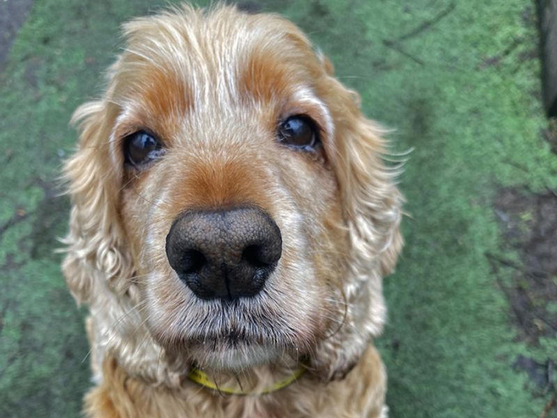 Cocker Spaniel for adoption in Liverpool, Merseyside – 9 years old - Image 2 of 3
