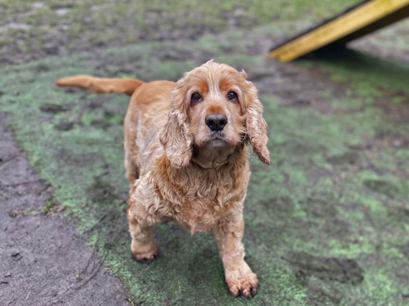 Cocker Spaniel for adoption in Liverpool, Merseyside – 9 years old