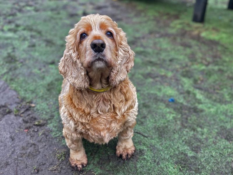 Cocker Spaniel for adoption in Liverpool, Merseyside – 9 years old - Image 3 of 3