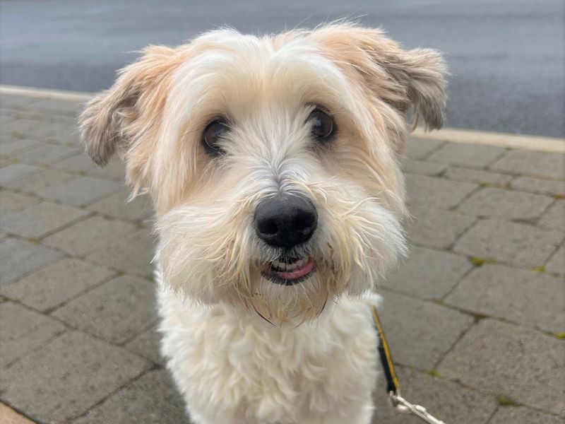 Shih Tzu for adoption in Ballymena, Co Antrim – 13 years old