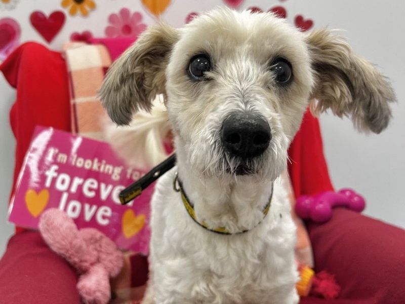 Coco | Shih Tzu Cross | Ballymena (Northern Ireland) - 1