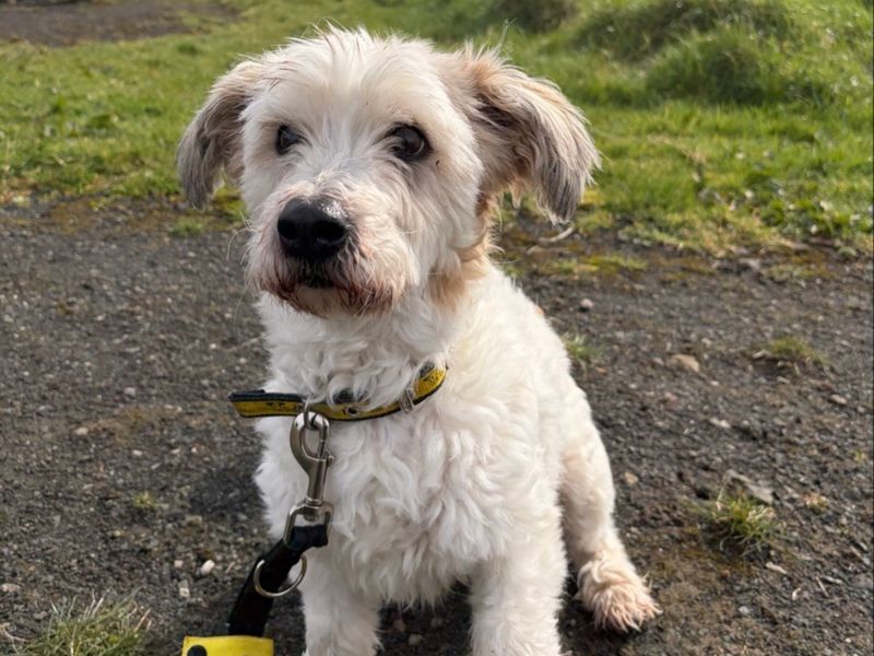 undefined | Shih Tzu Cross | undefined - 5