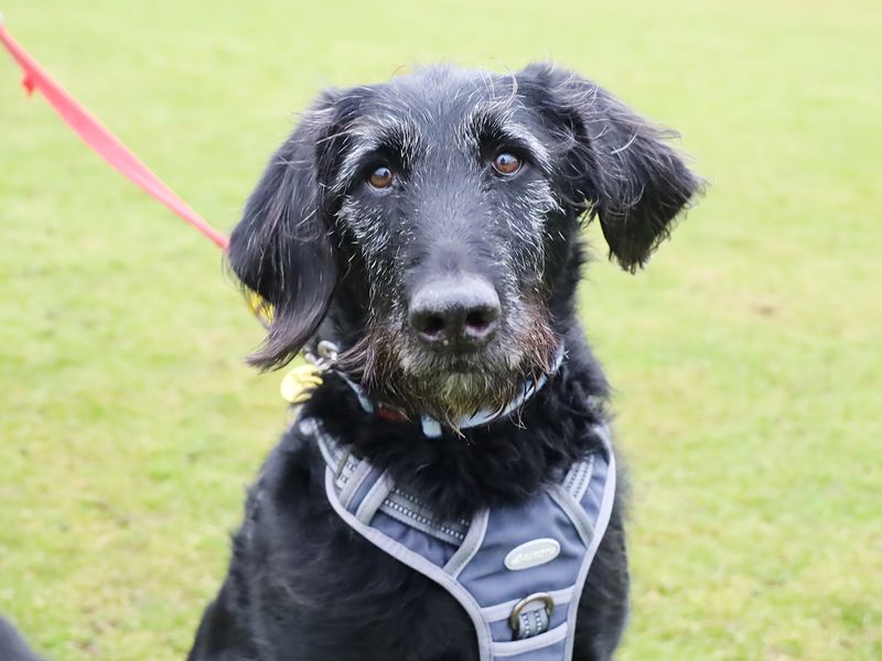 Ben | Retriever (Labrador) Cross | Shrewsbury (Shropshire) - 1