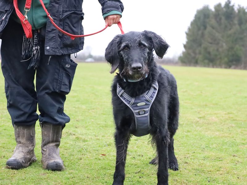 Poodle for adoption in Leeds, Yorkshire – 9 years old