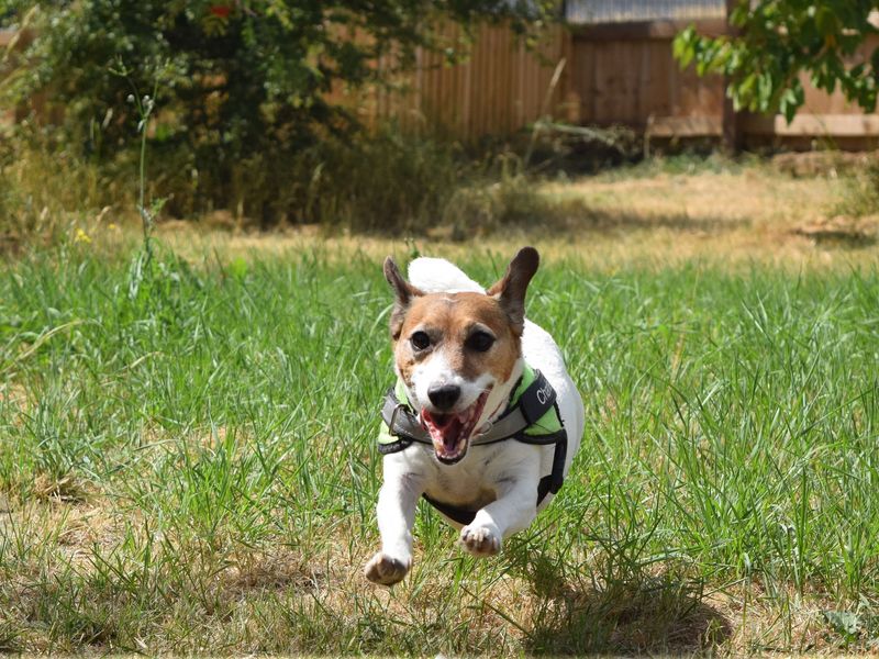 Charlie for sale in Uxbridge - Image 2