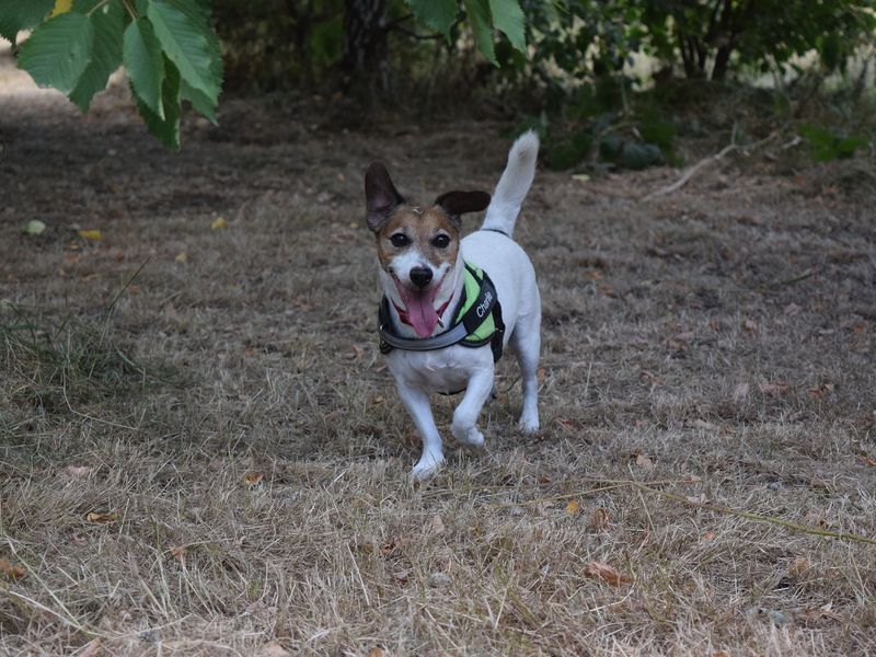Jack Russell puppies for sale in Uxbridge – 11 years old