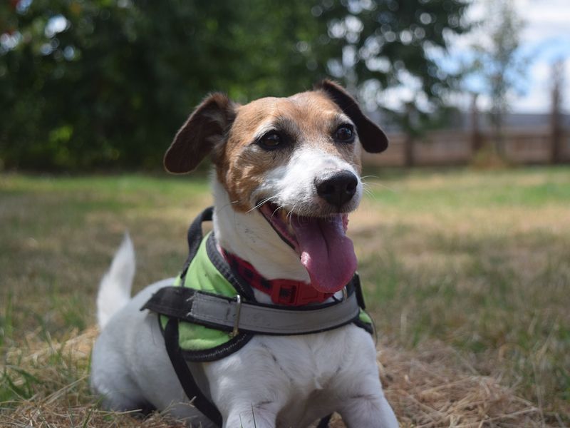 Charlie for sale in Uxbridge - Image 3