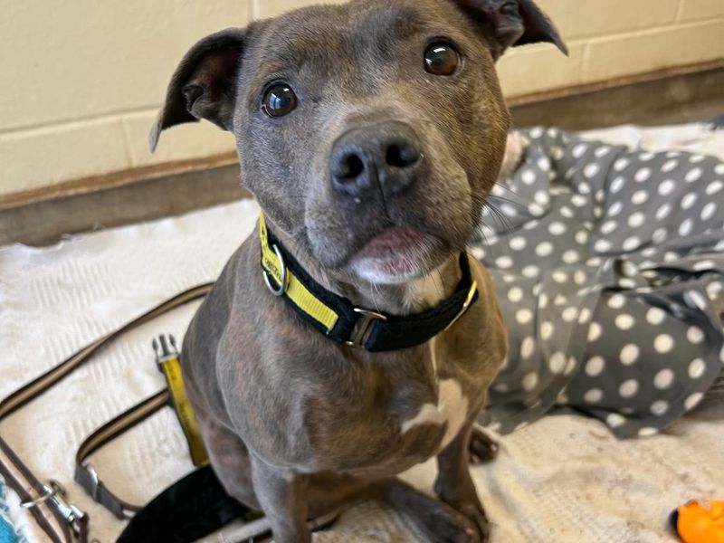 Staffordshire Bull Terrier for adoption in Mid Glamorgan, Wales – 9 years old