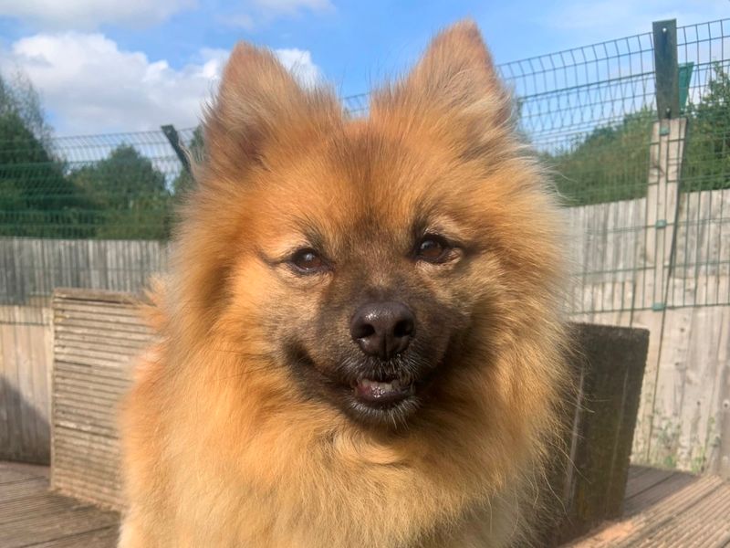 Weasley for sale in Wymeswold
