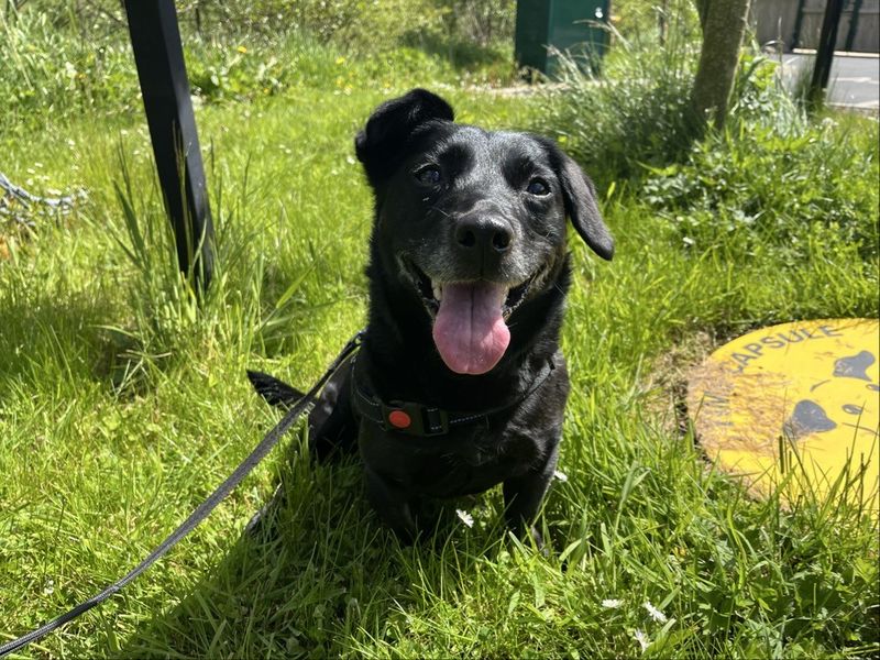 Roxie | Terrier (Jack Russell) Cross | Ballymena (Northern Ireland) - 2