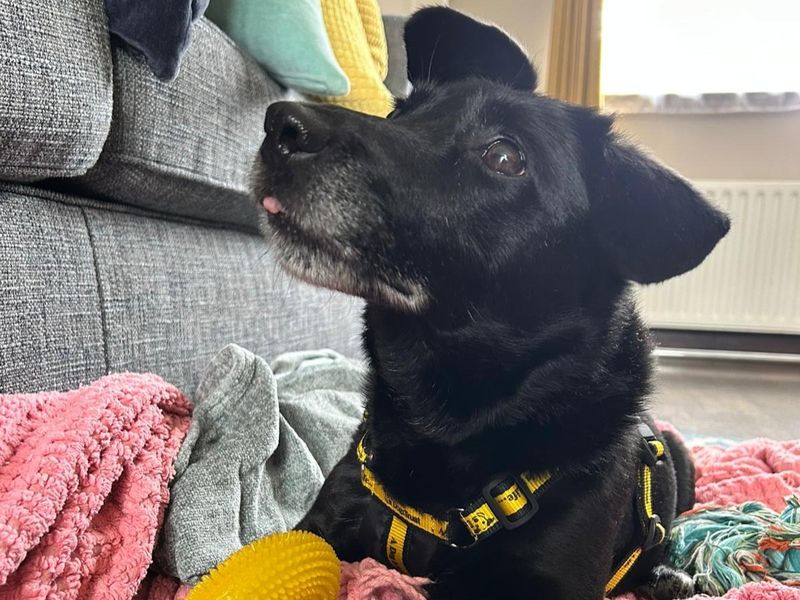 Roxie | Terrier (Jack Russell) Cross | Ballymena (Northern Ireland) - 3