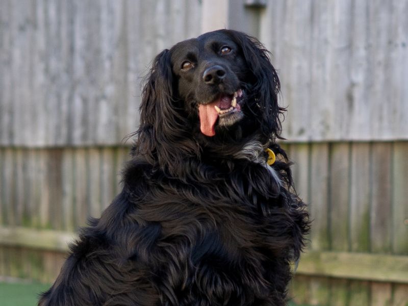 Ava, a 8 years old female Crossbreed available for adoption from Dogs Trust in Warwickshire