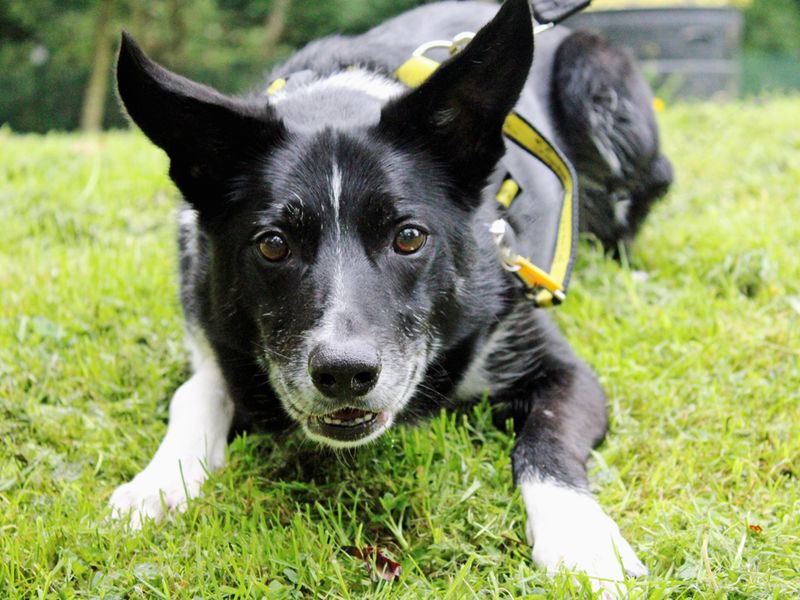Border Collie for adoption in Liverpool, Merseyside – 9 years old - Image 5 of 5