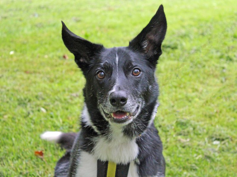 Border Collie for adoption in Liverpool, Merseyside – 9 years old - Image 4 of 5