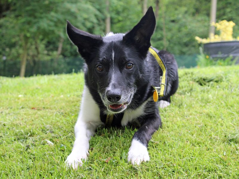 Border Collie for adoption in Liverpool, Merseyside – 9 years old - Image 3 of 5